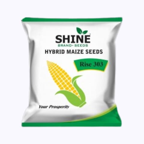 Shine Rise 303 Maize Seeds