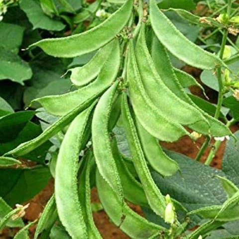 Golden Hills Dolichos Beans (Sem) Seeds