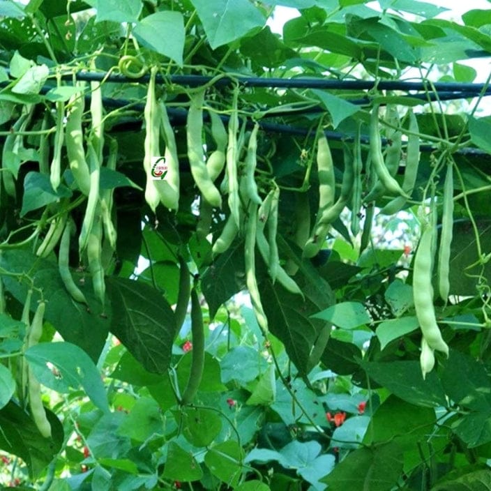 Golden Hills Pole Climbing Bean  Seeds