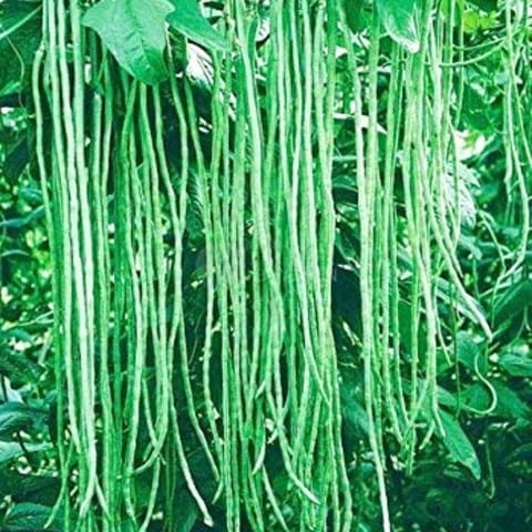 Golden Hills Lafa Yard Long Beans Seeds