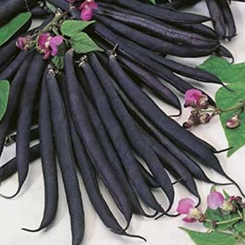Golden Hills Purple pole Beans Seeds
