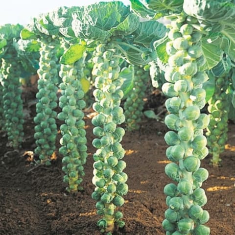 Golden Hills Brussel Sprouts Cabbage Seeds