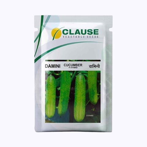 Clause Damini Cucumber Seeds