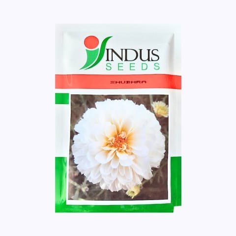 Indus Bijilee Shubhra Flower Seeds