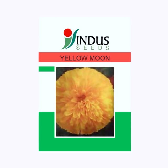 Indus Yellow Moon Flower Seeds