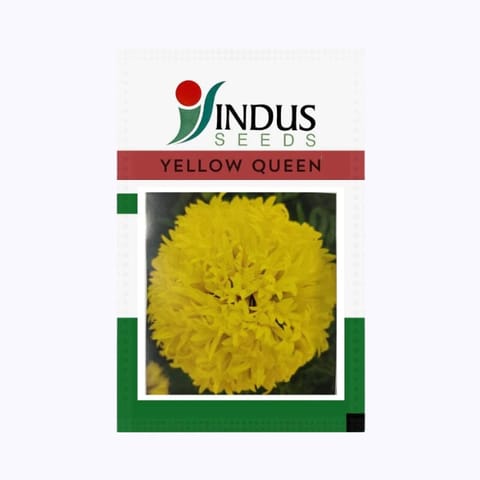 Indus Yellow Queen Flower Seeds