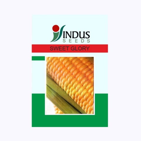 Indus Sweet Glory Corn (Maize) Seeds