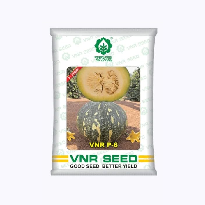 VNR P6 Pumpkin Seeds