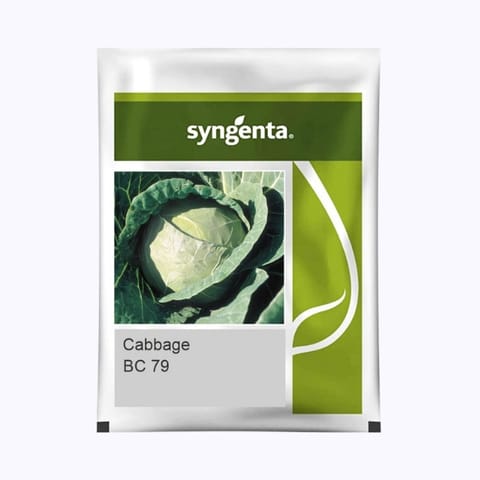 Syngenta BC 79 Cabbage Seeds