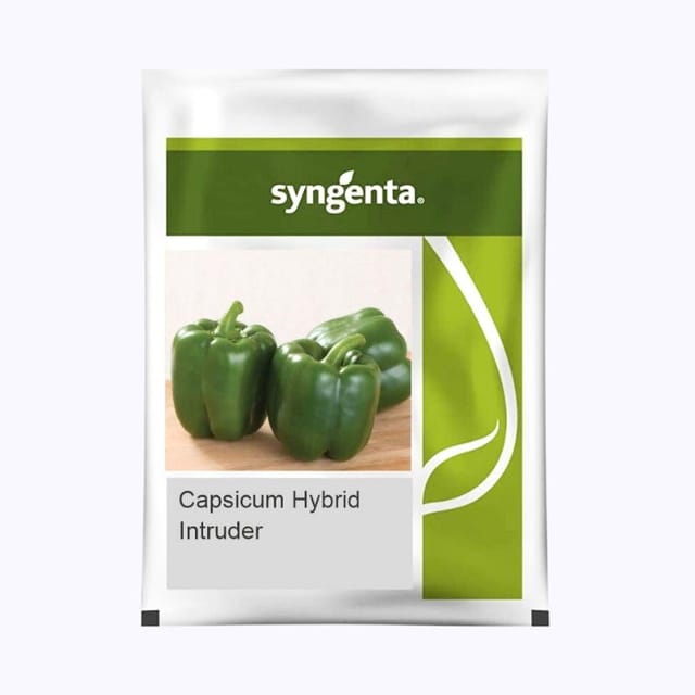 Syngenta Intruder Capsicum Seeds