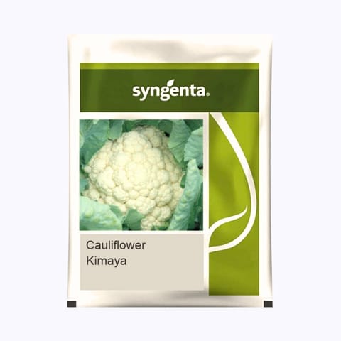 Syngenta Kimaya Cauliflower Seeds