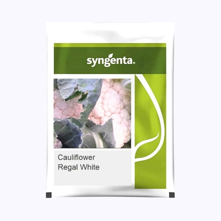सिंजेन्टा सीएफएल रीगल सफेद फूलगोभी के बीज