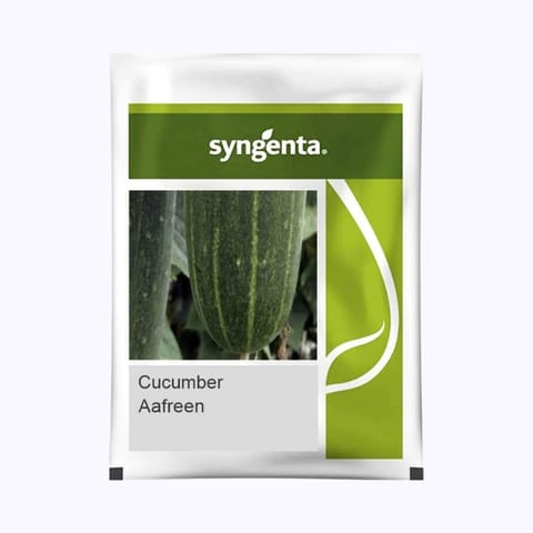 Syngenta Aafreen Cucumber Seeds