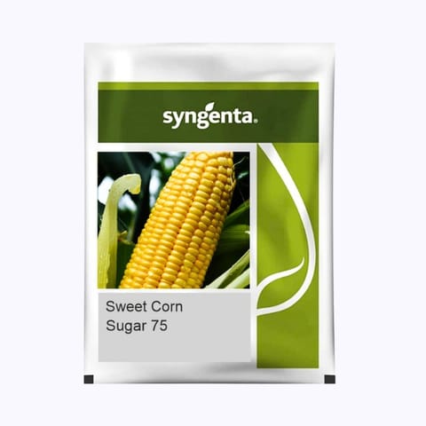 Syngenta Sugar 75 Sweet Corn Seeds