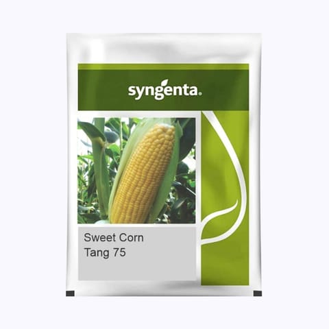 Syngenta Tang 75 Sweet Corn Seeds