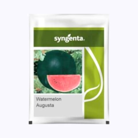 Syngenta Augusta Watermelon Seeds