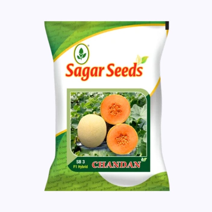 Sagar Chandhan F1 Muskmelon (1100 seeds)