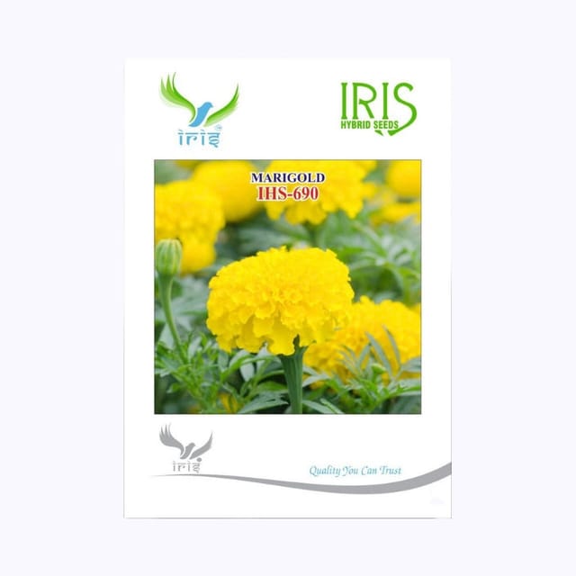Iris IHS-690 Yellow Marigold Flower Seeds