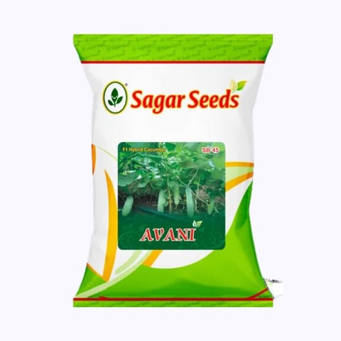 Sagar Avani Cucumber Seeds