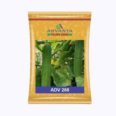 Advanta ADV 268 Cucumber Seeds