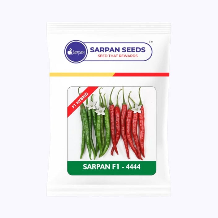 Sarpan 4444 Chilli Seeds