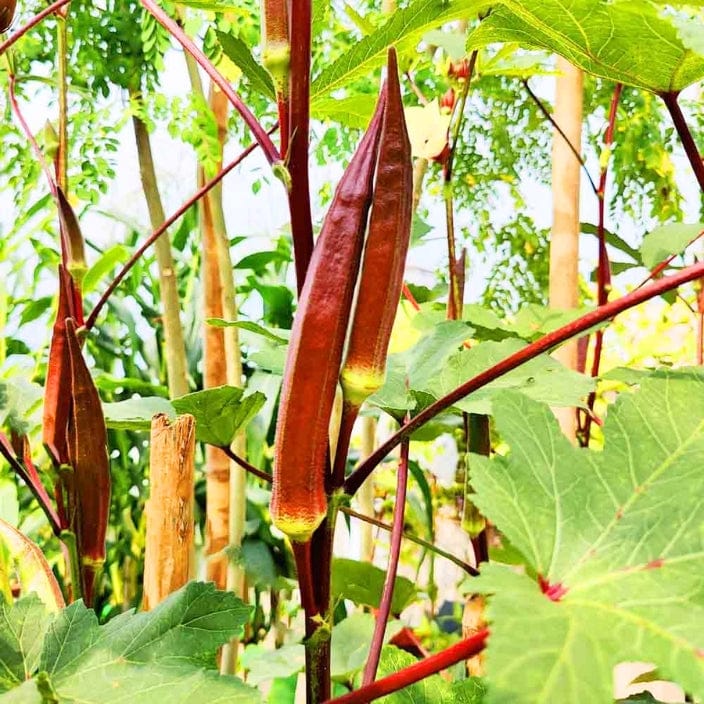 Golden Hills Red Ladies Finger  (Bhindi) Seeds