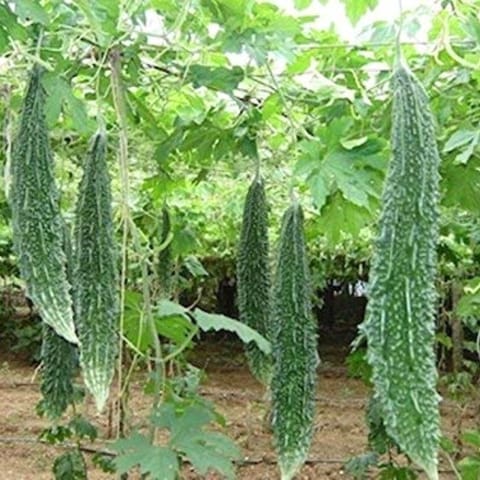 Golden Hills Green Bitter Gourd Seeds