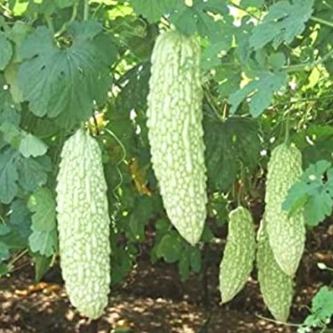 Golden Hills White Long Bitter Gourd Seeds