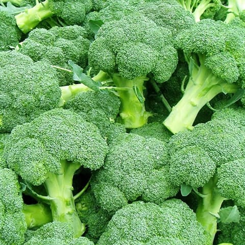 Golden Hills Broccoli Seeds