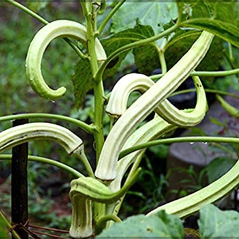 Golden Hills Aanakomban Venda (Elephant Tusk Okra) Seeds