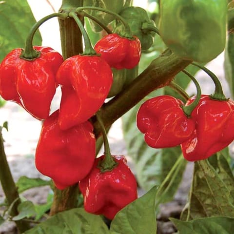 Golden Hills Red Habanero Pepper (Chilli) Seeds