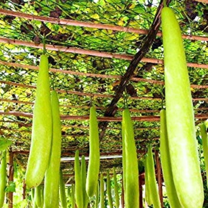 Golden Hills Bottle Gourd Long Seeds