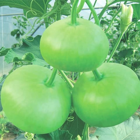 Golden Hills Bottle Gourd Round Seeds