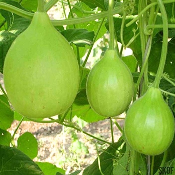 Golden Hills Bottle Gourd Bulb Seeds