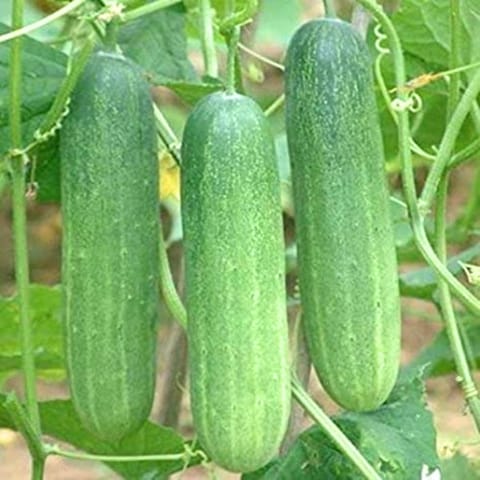 Golden Hills Cucumber Salad Seeds