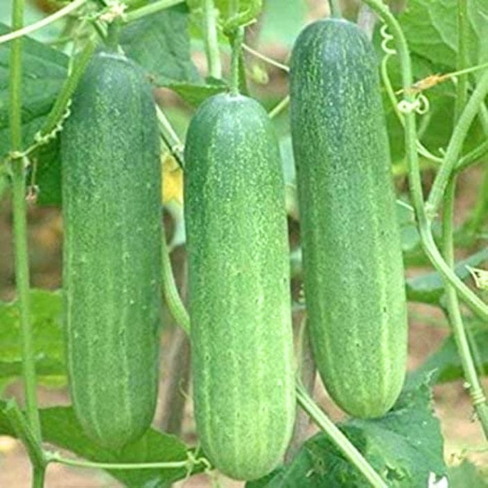 Golden Hills Cucumber Salad Seeds