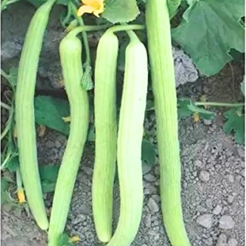 Golden Hills Cucumber (Kakri)  Long Melon Seeds