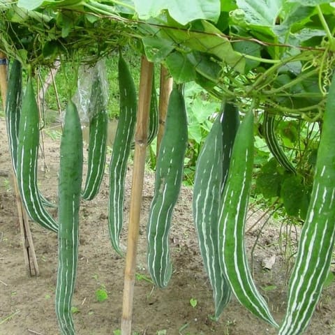 Golden Hills Snake Gourd Green Long Seeds