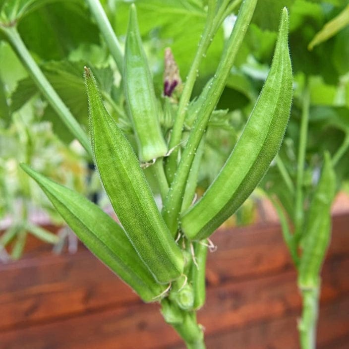 Golden Hills Ladies Finger Okra Green (Bhindi) Seeds