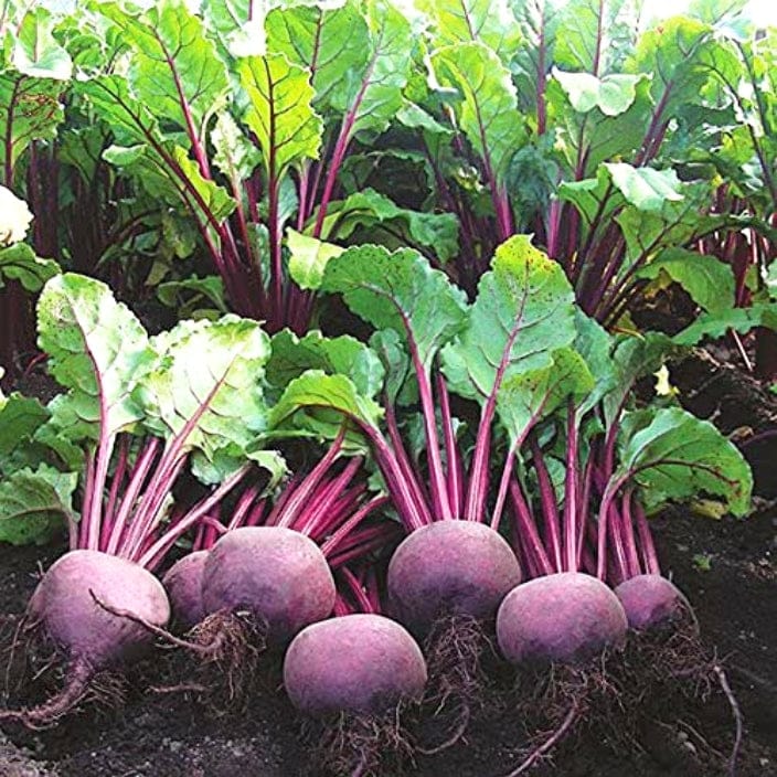 Golden Hills Beetroot Ruby Red Seeds