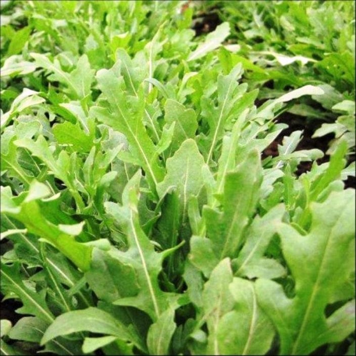 Golden Hills Rocket Arugula Jir Jir Seeds