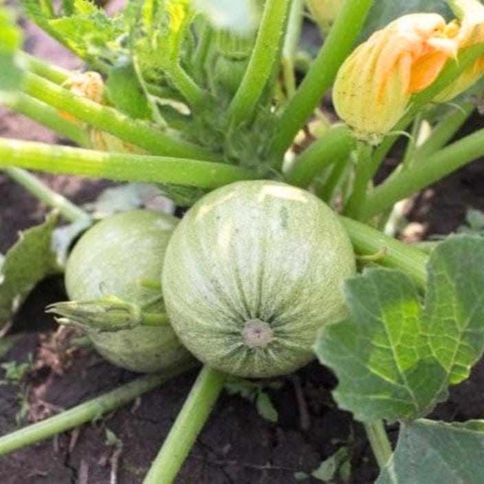 Golden Hills Summer Squash Chappan (Kaddu) Pumpkin Seeds