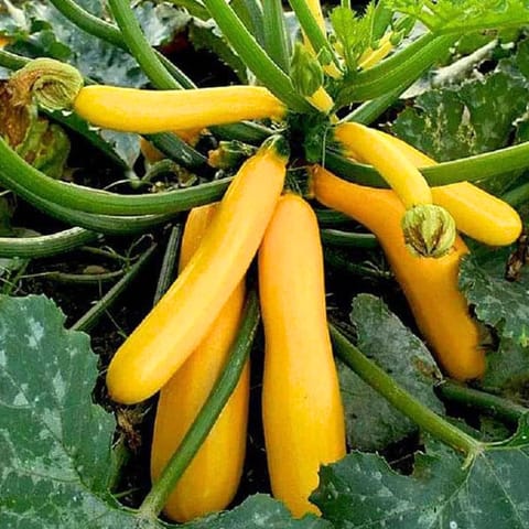 Golden Hills Zucchini Yellow Long Seeds