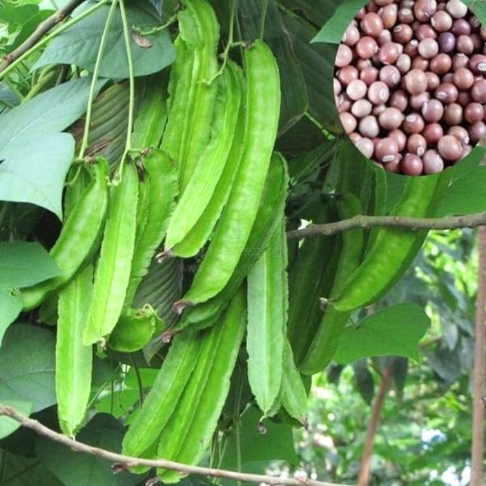 Golden Hills Winged Bean Green Seeds