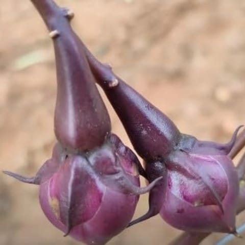 गोल्डन हिल्स पर्पल क्लोव बीन्स बीज