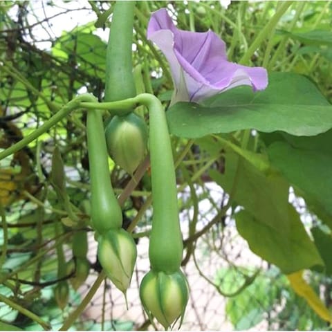 Golden Hills Green Clove Beans Seeds