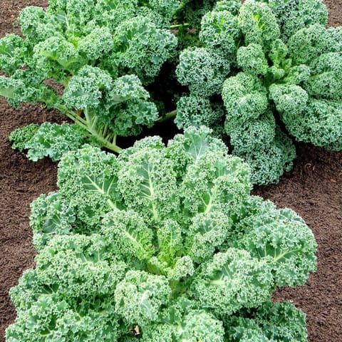 Golden Hills Curly Kale Ganth Gobhi Seeds