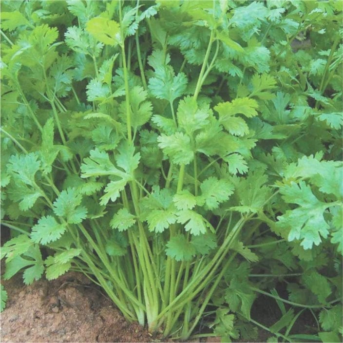 Golden Hills Coriander K-5 Seeds