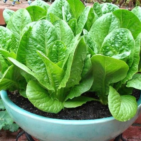 Golden Hills Lettuce Green Romaine Seeds