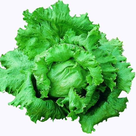 Golden Hills Lettuce Great Lakes Seeds